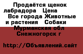 Продаётся щенок лабрадора › Цена ­ 30 000 - Все города Животные и растения » Собаки   . Мурманская обл.,Снежногорск г.